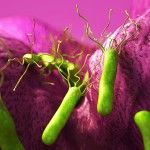 H_pylori