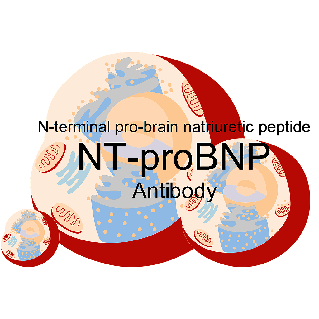 Mouse anti-human Nt-ProBNP monoclonal antibody